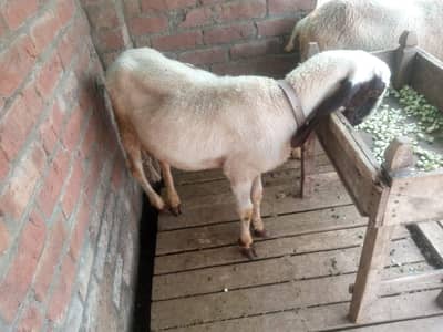 Qurbani k ly janawar for sale