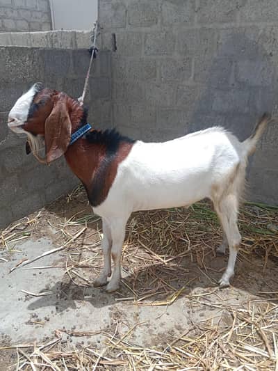 Bakra