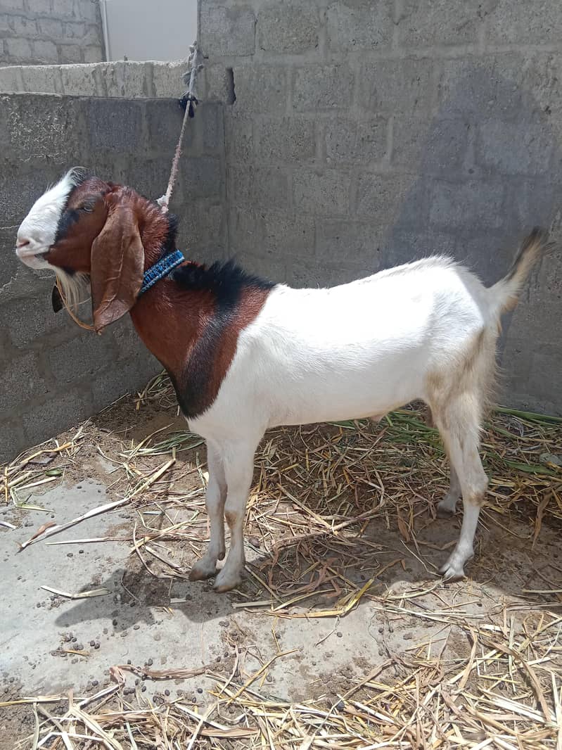 Bakra 0