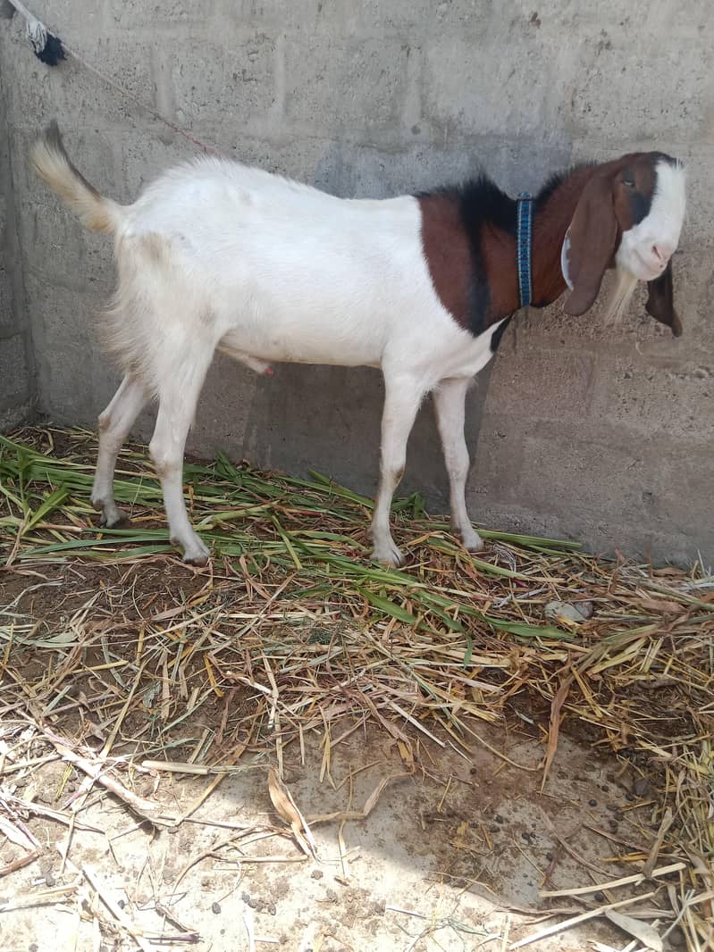 Bakra 1