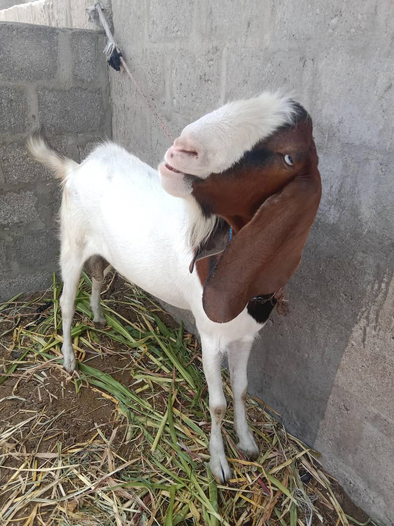 Bakra 2