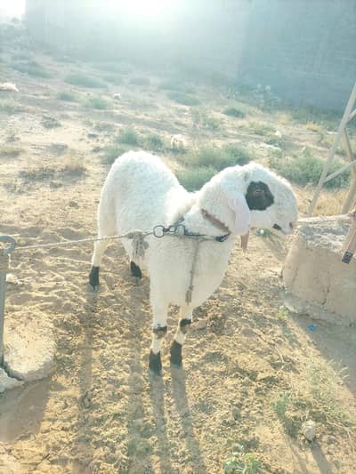 healthy & active sheeps