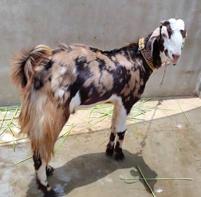 Bakra