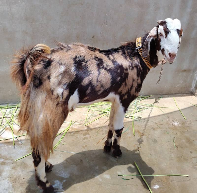 Bakra 0