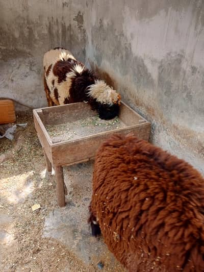 Qurbani 2026
