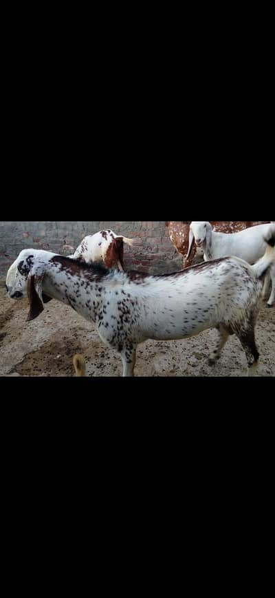 Qurbani ke lie bakra forsale