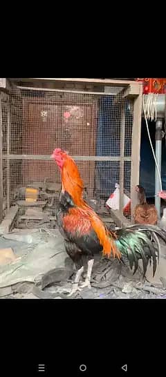 Vietnami cross aseel murga