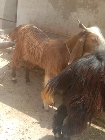 fresh 2 dant bkra male goat for qurbani