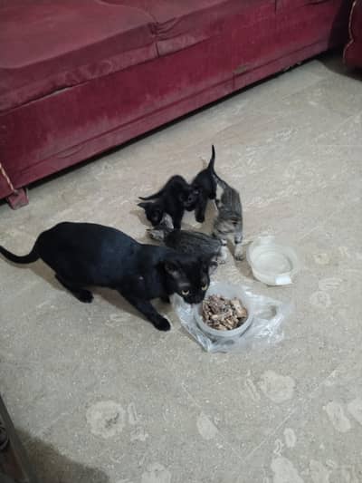 Black Female cat with 5 kittens