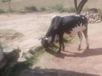 Beautiful bull with heavy weight