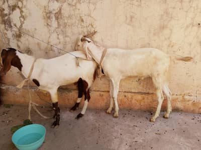 Donda Bakra for Sale - Jori