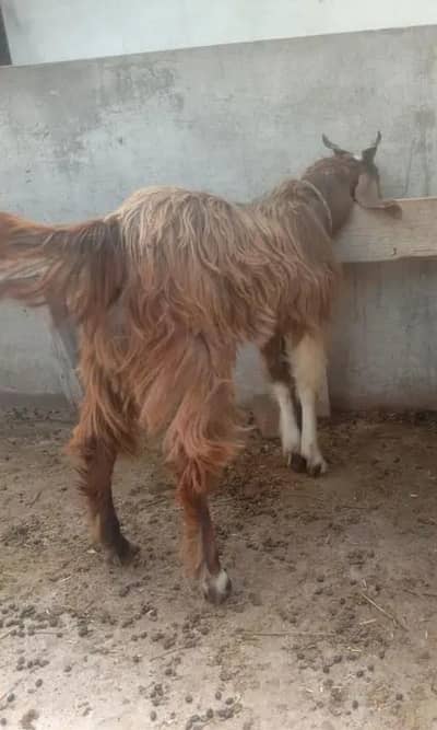 fresh 2 dant bkra male goat for qurbani