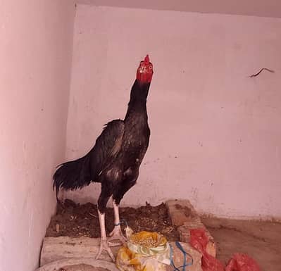 HOME berid 7-8 month ka patha ha