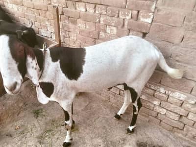 beautifull goats available
