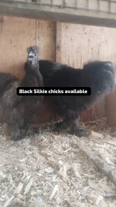 Black & White Silkie chicks