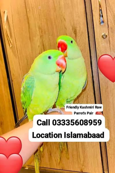 Pair Hand Tamed Friendly Kashmri Raw Parrots Male/Female