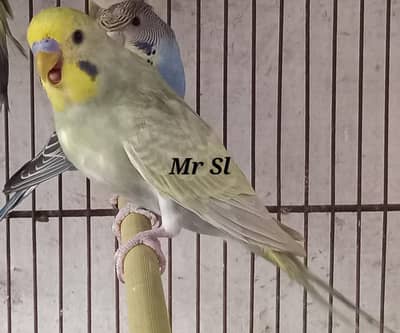 Rainbow male