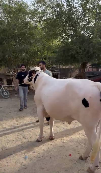Australian Bull