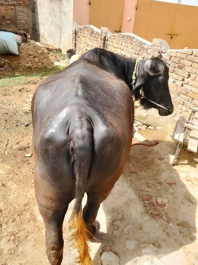 MashAllah – Beautiful, Healthy, and Milking Buffalo for Sale
