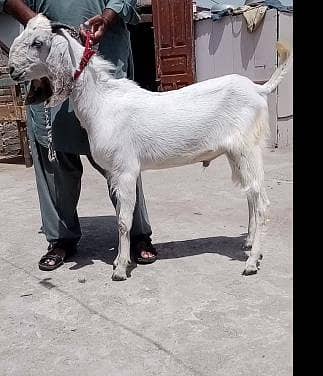 bakra or Path for sale