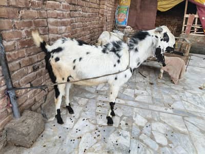 qurbani ka bakra