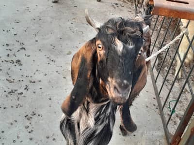2 Daant bakry 4 Nos, 1 Bakri complete age