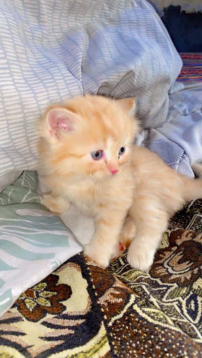 Persian kitten beautiful double coated Active kitten
