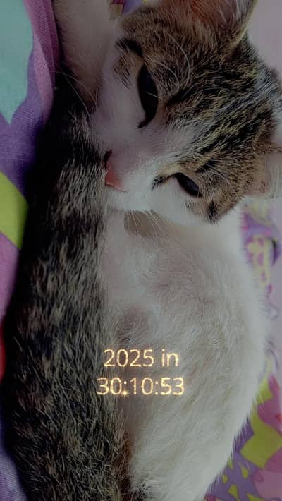 catss