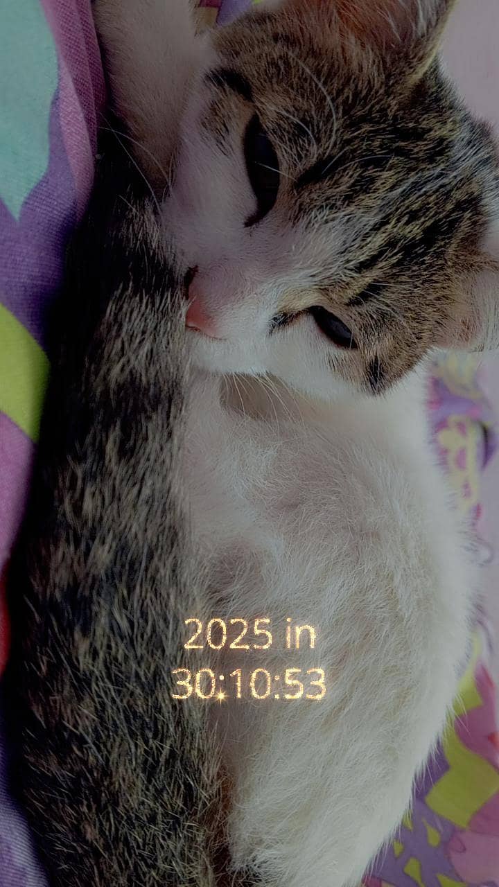 catss 0