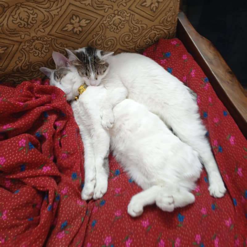 catss 1