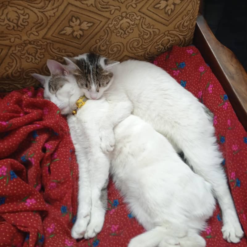 catss 2