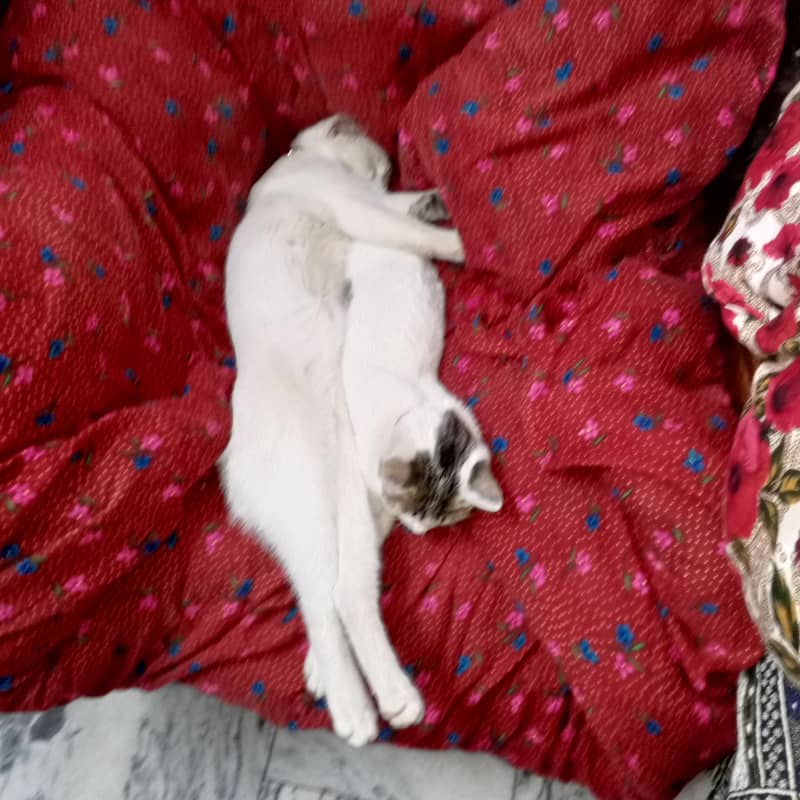 catss 3