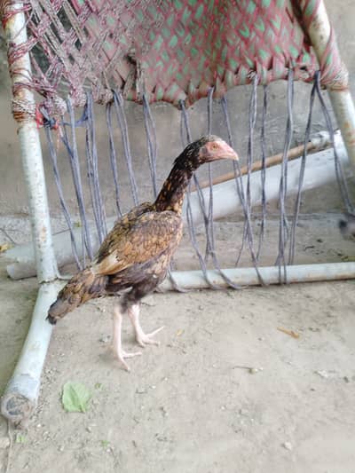 Mianwali aseel male and female