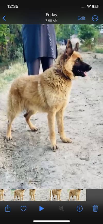 Active and healthy belgian shepherd 11 month.