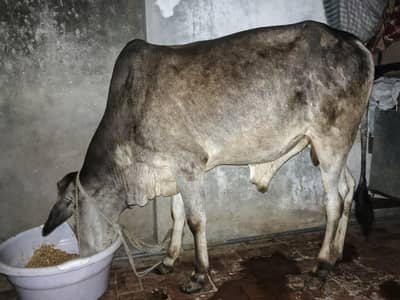 Qurbani Bull