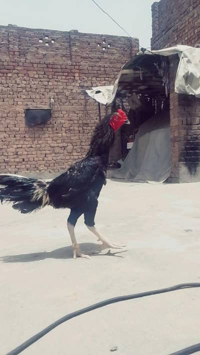 nmbr 3 bhjy k bad available ho ga