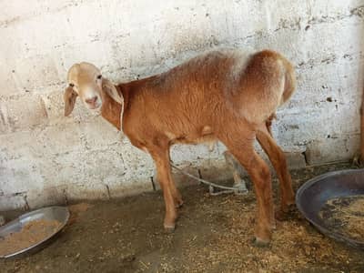dumba for sale age 8 month