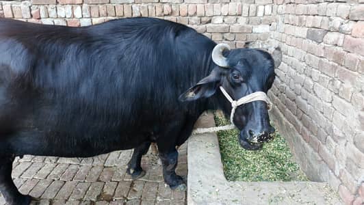 nili Ravi buffalo