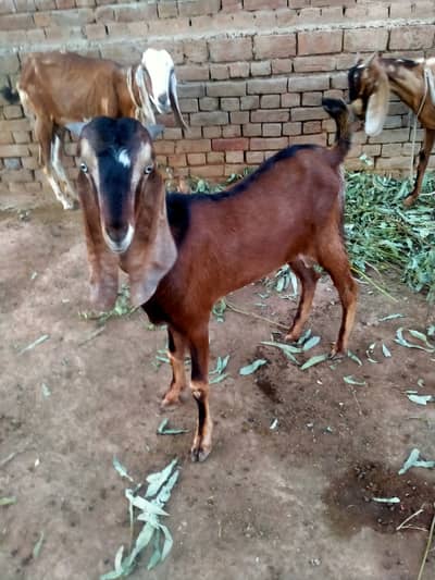 Bakra for sell