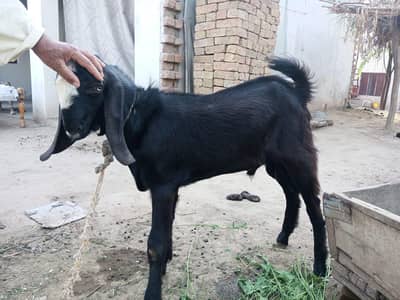 Donda Bakra