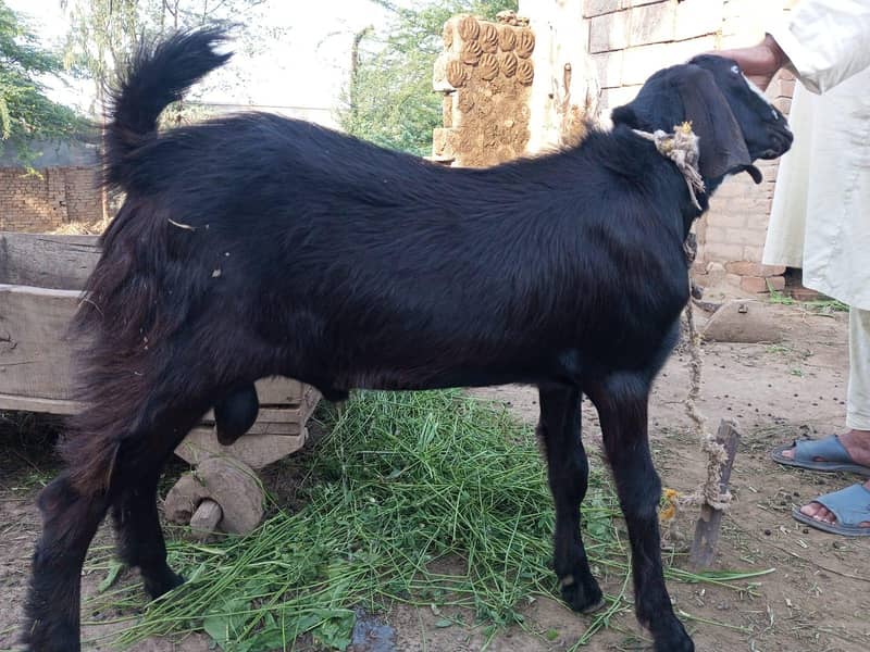 Donda Bakra 1