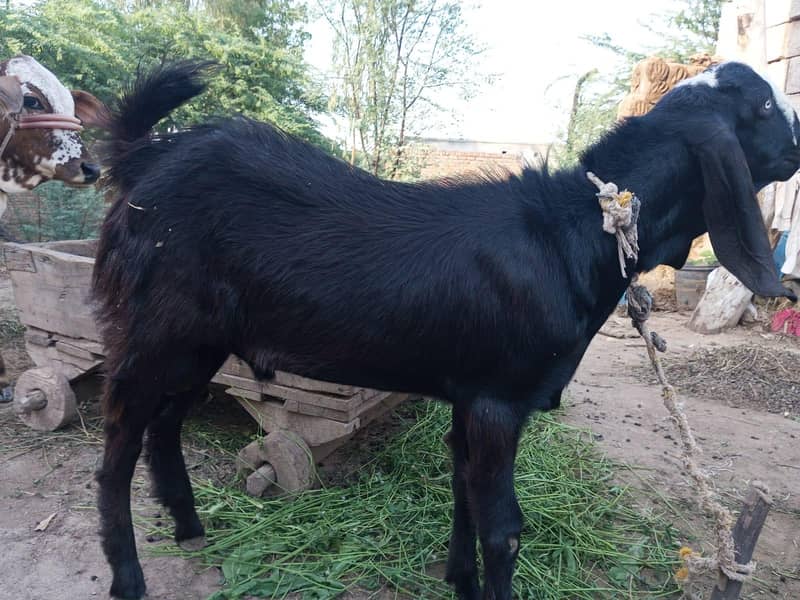 Donda Bakra 2