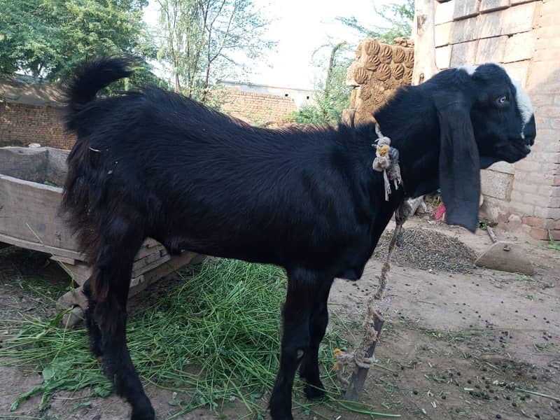 Donda Bakra 3