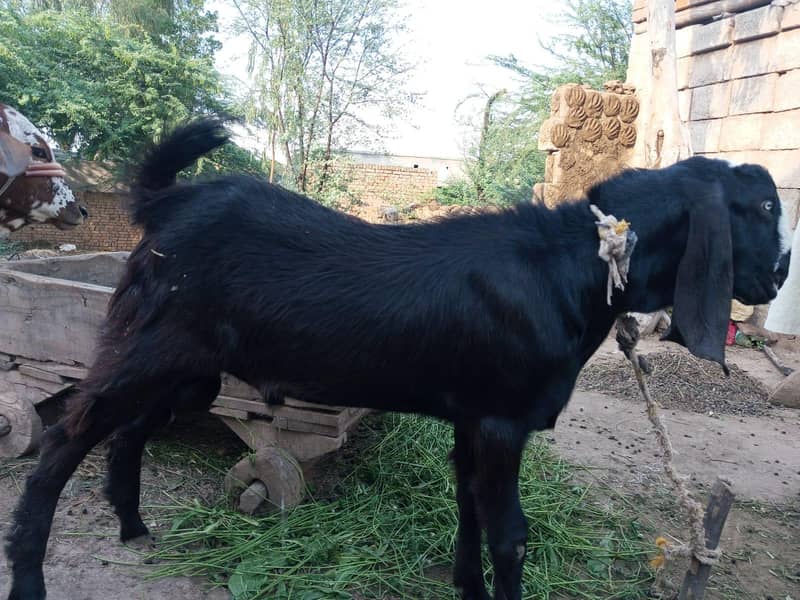 Donda Bakra 4