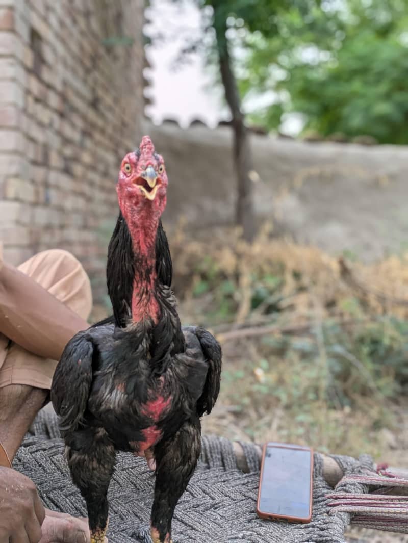 Pure Pakistani 1
