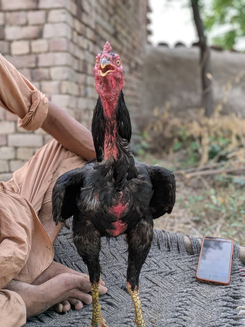 Pure Pakistani 2