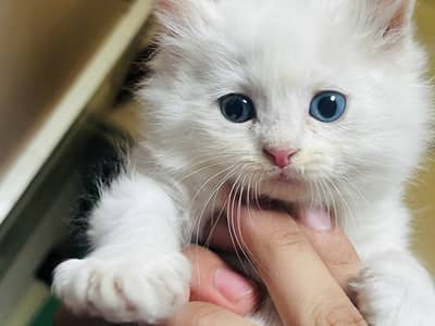 Baby kittens