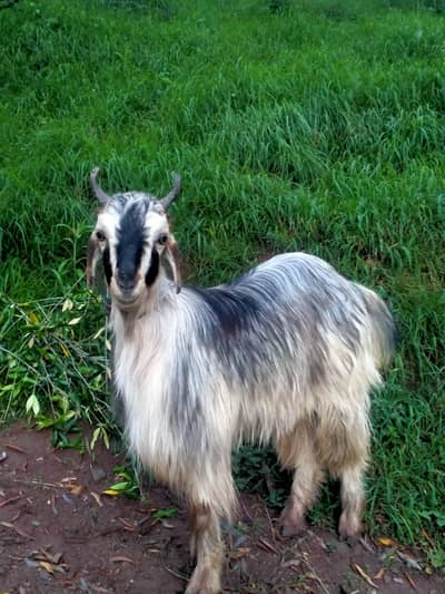 bakra qurbani 2 dant