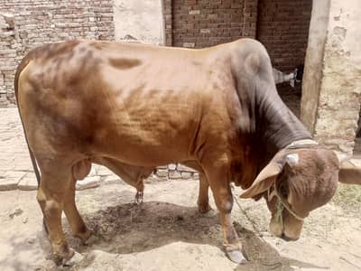 bull /sahiwal bull/ Bachra/Wacha /Desi Bachra/ Qurbani 2026