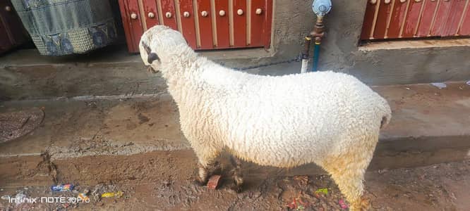 sheep/domba/mundra/bakra/goat